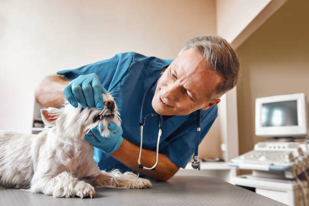 Best Emergency Dental Care for Trauma or Injury in Hudson Oaks, TX